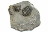 Inflated Proetid Trilobites - Jorf, Morocco #362853-1